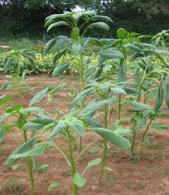 Amaranth is getting tall