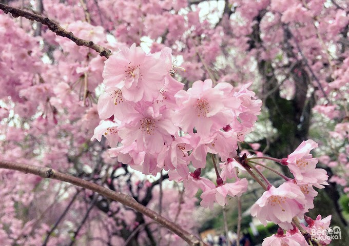 Cherry tree "sakura" at Maizuru park, Fukuoka