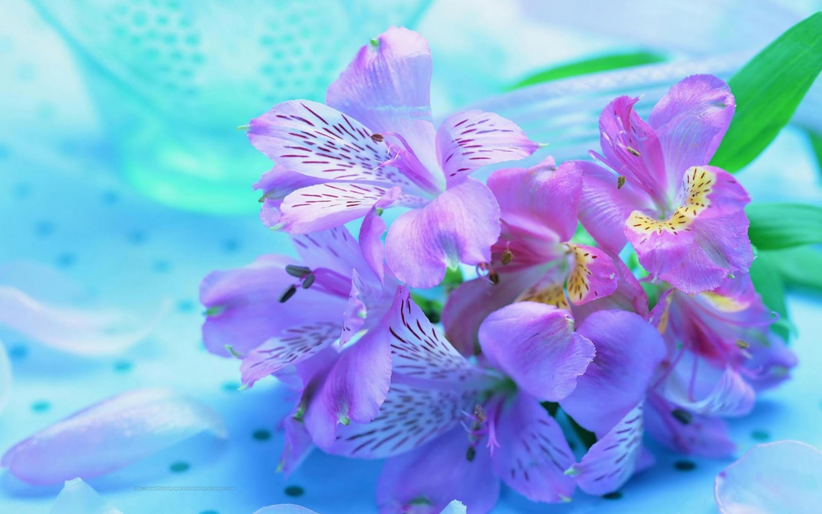 Beautiful Desktop HD Wallpapers 1080p: Purple Flowers HD Wallpapers