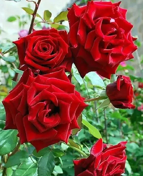 صورورد
