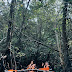 Mangrove Kayaking Bagan Lalang