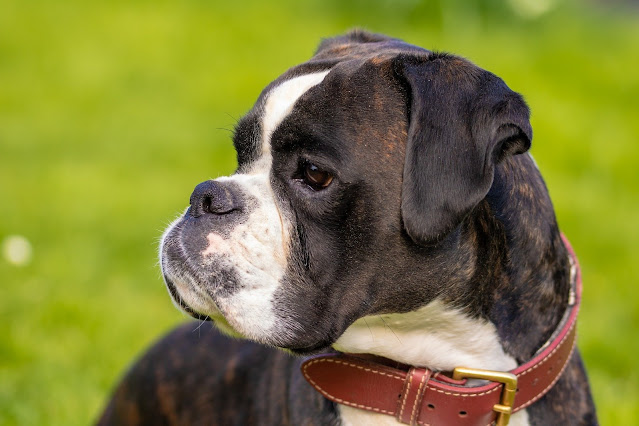 brindle-dog-breeds