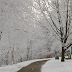 Frozen Fog In Fredericton: A Rare Sight