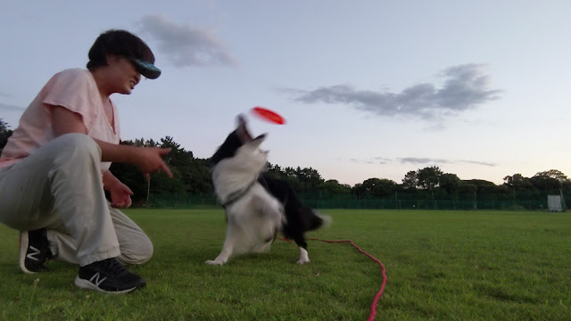 保護犬 ボーダーコリー トーマ