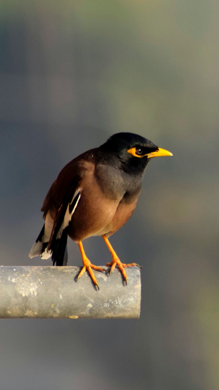 পাখির পিক, পাখি পিক, পাখির পিকচার, পাখি পিকচার, পাখির ছবি, পশু পাখির ছবি, টিয়া পাখির ছবি, দোয়েল পাখির ছবি, তোতা পাখির ছবি, ময়না পাখির ছবি, চাতক পাখ