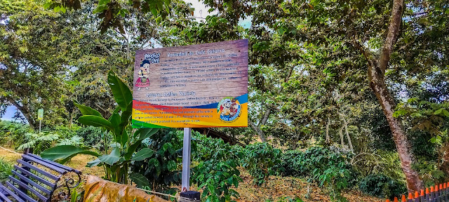 Proceso del café en el Parque temático y cultural Los Arrieros de Montenegro – Quindío