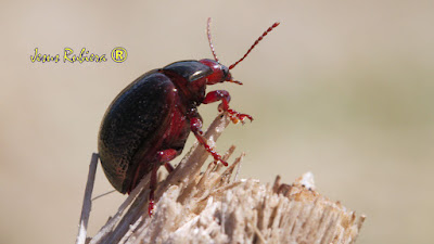 Chrysolina bankii