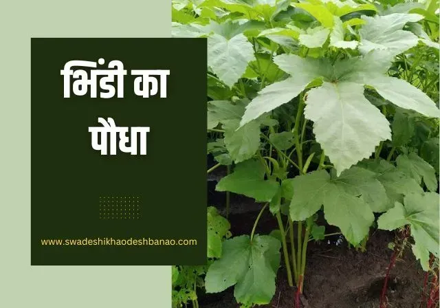 lady finger plant images in Hindi