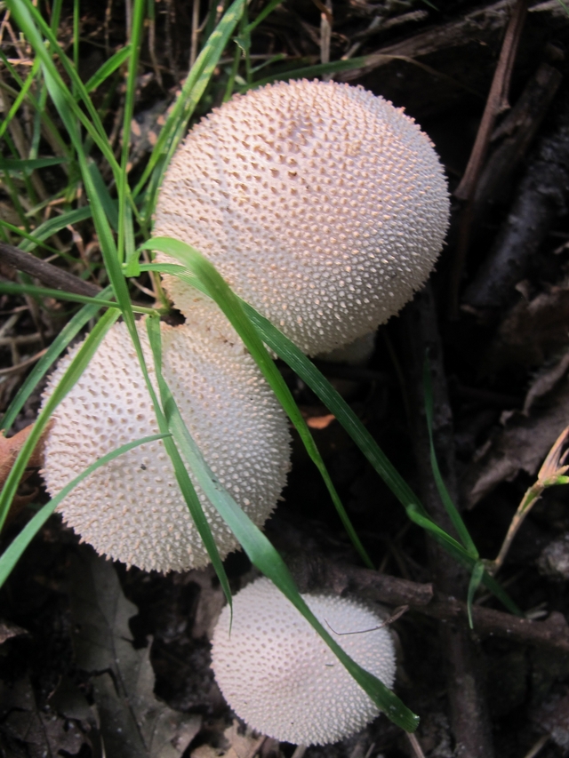 In het park: paddenstoelen !!!!!