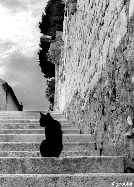 "Miaou 4" - ( Sujet : Croatie - Sibenic ; Materiel : Yashica electro GSN , TriX 400 )