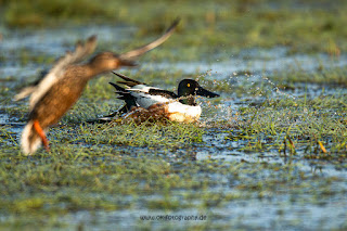 Wildlifefotografie Löffelente Ochsenmoor Olaf Kerber