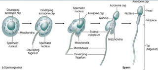 Process of spermiogenesis