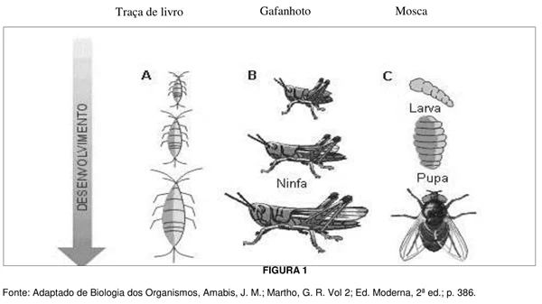 três tipos de desenvolvimento nos insetos