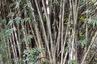jenis bambu untuk bangunan, kekuatan bambu untuk bangunan, harga bambu untuk bangunan, bambu sebagai pondasi, bambu petung, teknik dalam pembuatan bangunan konstruksi dari bambu, bambu apus, bambu batu