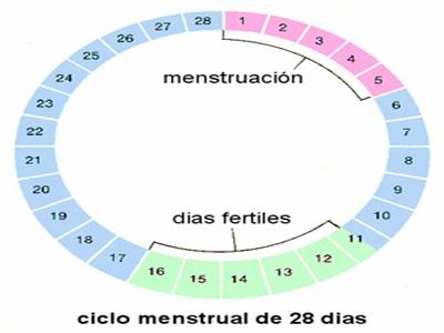 queda embarazada una mujer cuando esta menstruando