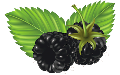 Clipart Gratis Gambar Buah  Blackberry www buahaz com