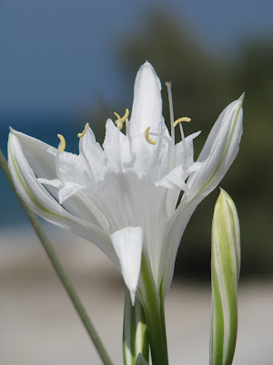 Sea Daffodils Mastichari