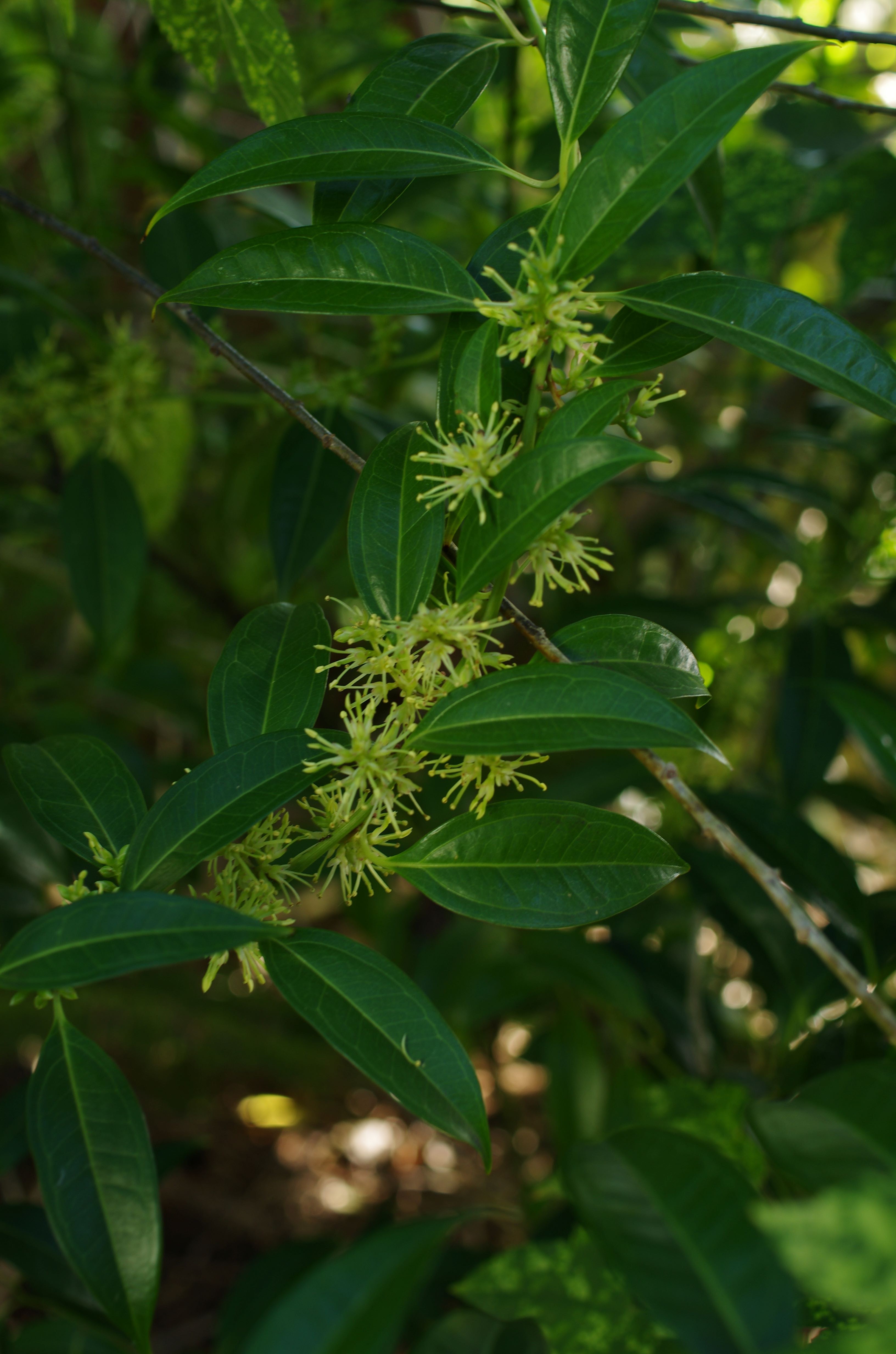 Sarcococca vagans