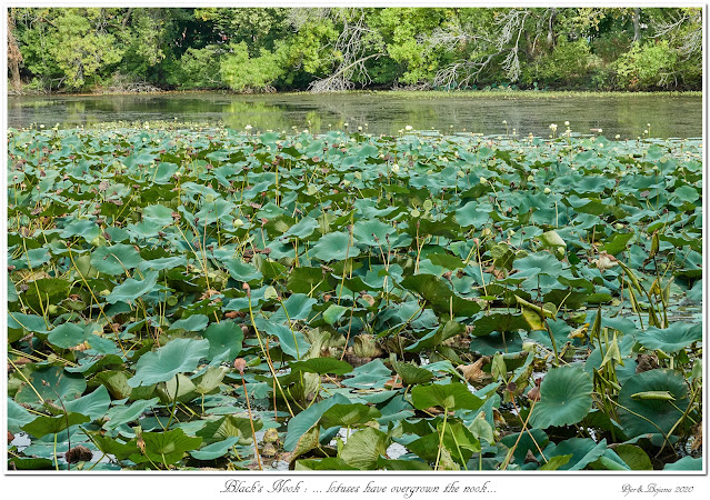 Black's Nook: ... lotuses have overgrown the nook...