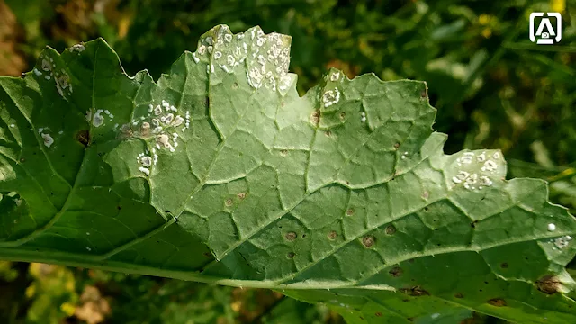 white rust of crucifers