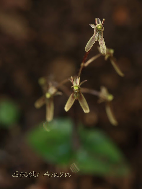 Neottia japonica