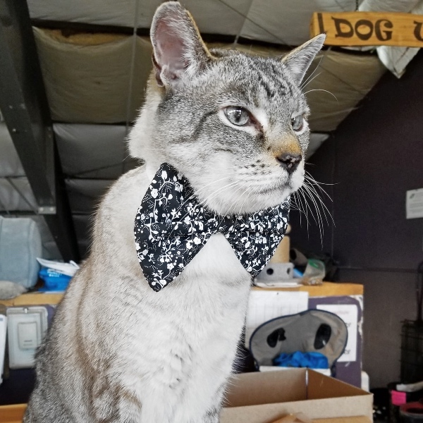 cat with black bow tie