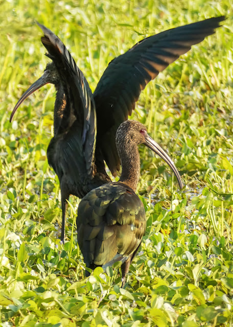 Egrets and White-faced Ibis in Rice Paddy at Vic Fazio Wildlife Refuge Yolo Basin California