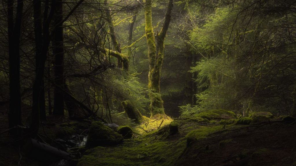 Wallpaper Forest Fog Trees Branch