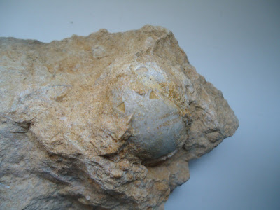 Amazing Fossil Sea Urchin Echinoid