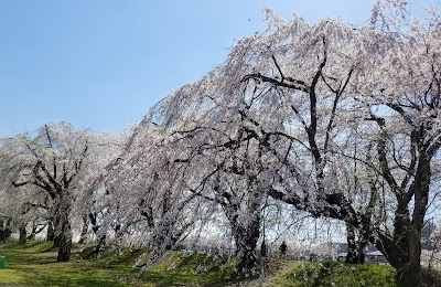 角館の桜並木