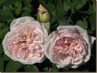 IMG_7099 IMG_7099