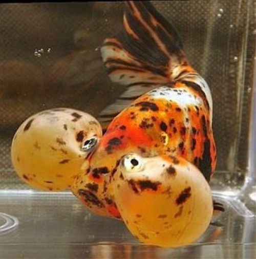 beautiful Bubble Eye Goldfish