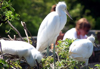 The herons are wading birds in the Ardeidae family