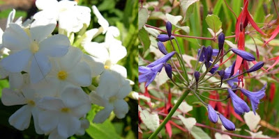 phlox agapanthus