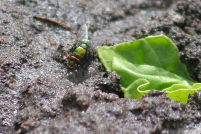 blowfly