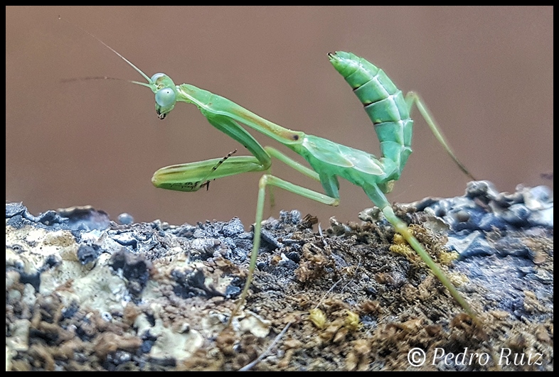 Ninfa macho L7 de Omomantis zebrata