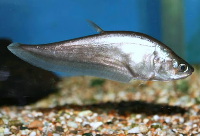 ikan belida jawa