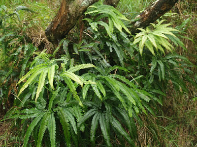 NZ Maidenhair Fern - Adiantum cunninghamii