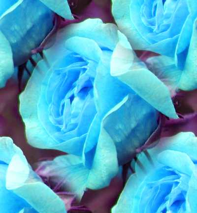 blue rose wallpaper. Blue Wedding Background
