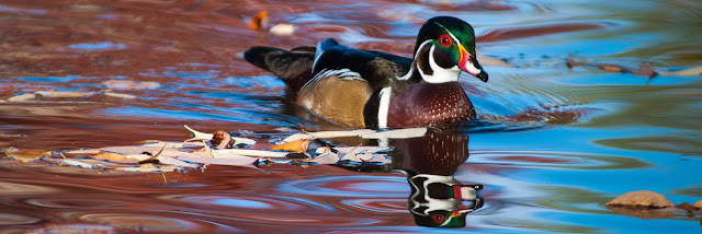 Wood Ducks at Sterne Park