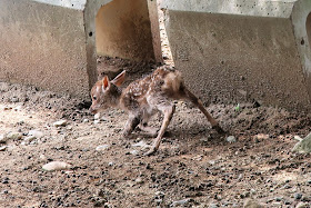 奈良公園 子鹿 赤ちゃん鹿