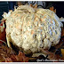 Is It A Pumpkin, Gourd or Squash?