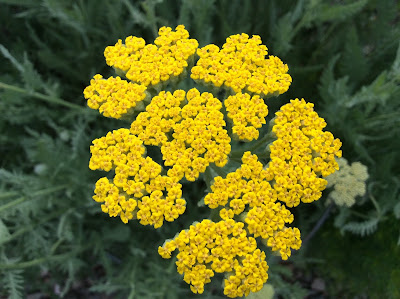 Geel bloemscherm van Achillea filipendulina