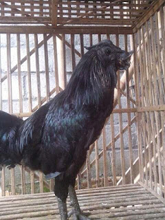 Ayam Cemani Mahkota