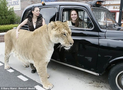 Hercules-liger4