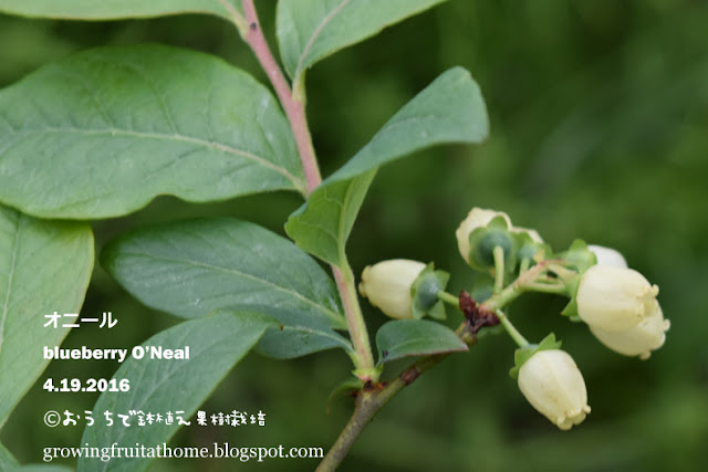 ブルーベリー オニールの花 blueberry O'Neal flowering