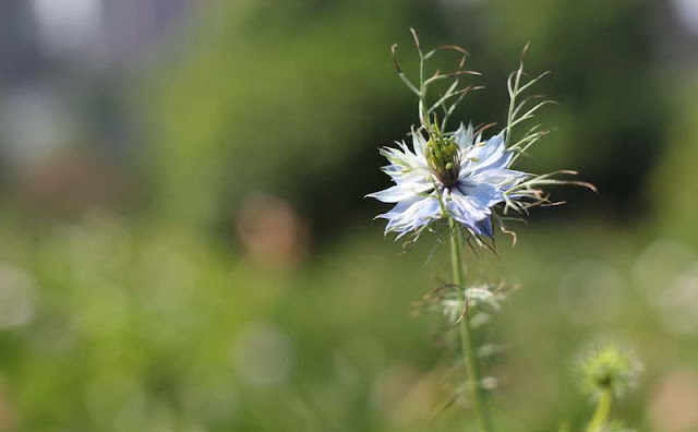 Love-in-a-Mist Flowers