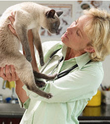 siamese cats facts allergies