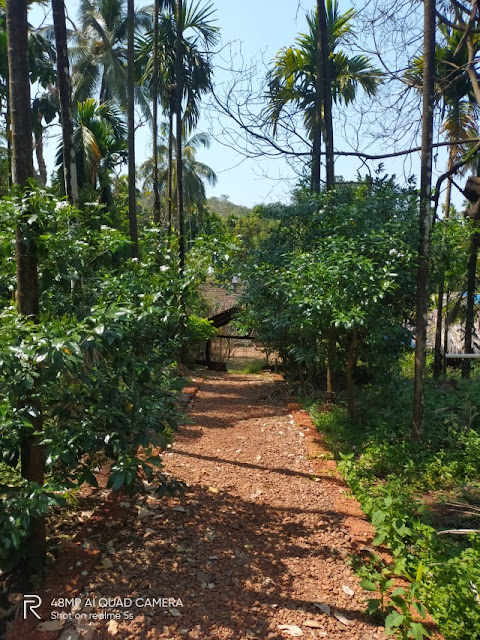 Tanshikar Spice Farm Entrance