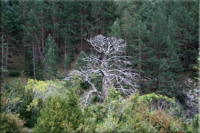 Belleza muerta. Naturaleza viva